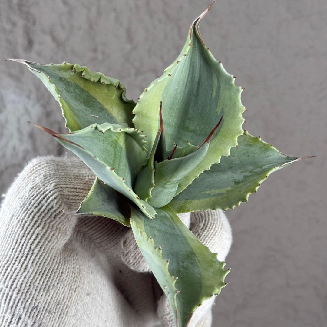 【アガベ オバティフォリア“オルカ”】地植え/-18℃まで/極上　L2