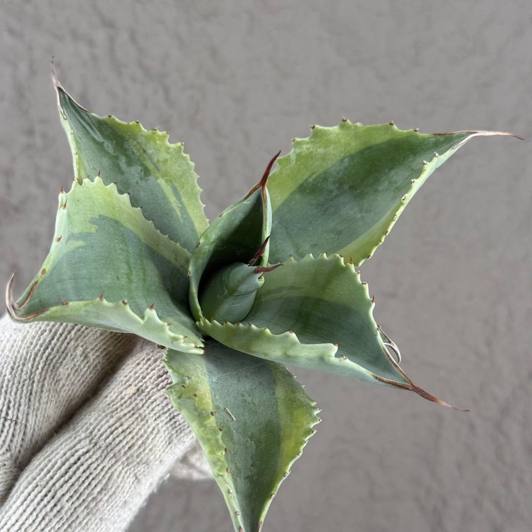 【アガベ オバティフォリア“オルカ”】地植え/-18℃まで/極上　L2