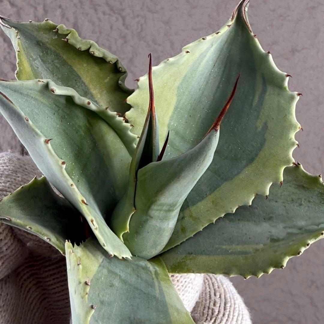 【アガベ オバティフォリア“オルカ”】地植え/-18℃まで/極上　L2