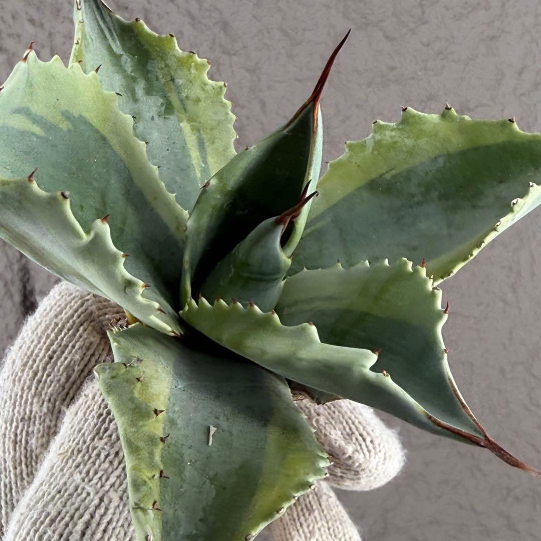 【アガベ オバティフォリア“オルカ”】地植え/-18℃まで/極上　L2