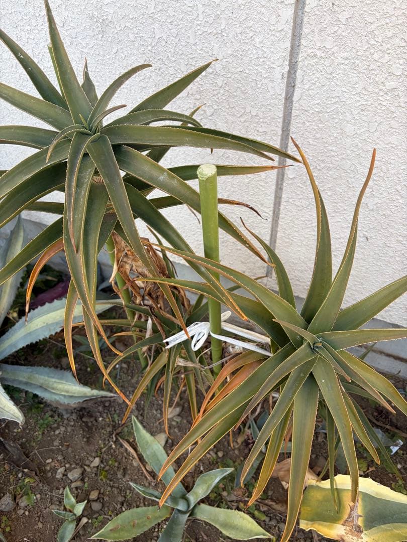 耐寒性アロエ　ストリアツラ5頭大株◇ドライガーデン多肉サボテン　アガベ ユッカ