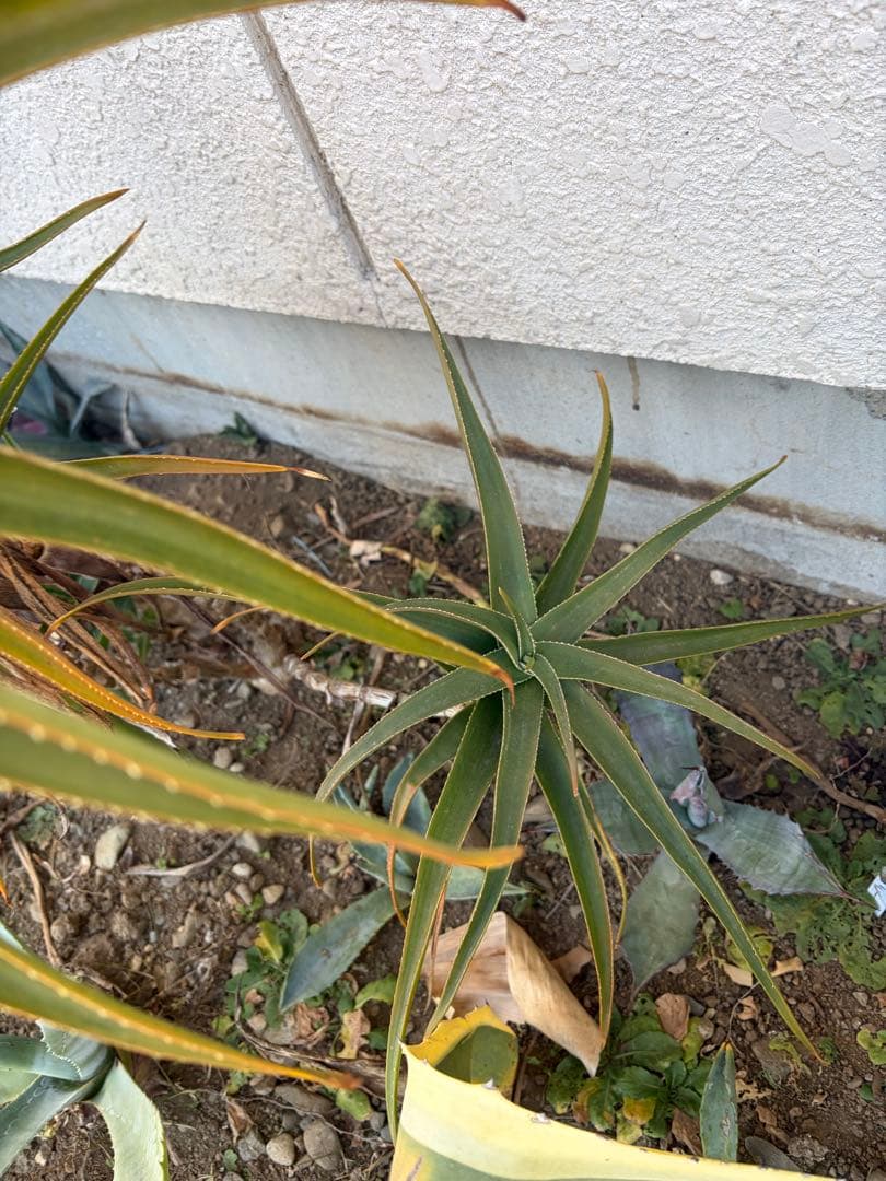 耐寒性アロエ　ストリアツラ5頭大株◇ドライガーデン多肉サボテン　アガベ ユッカ