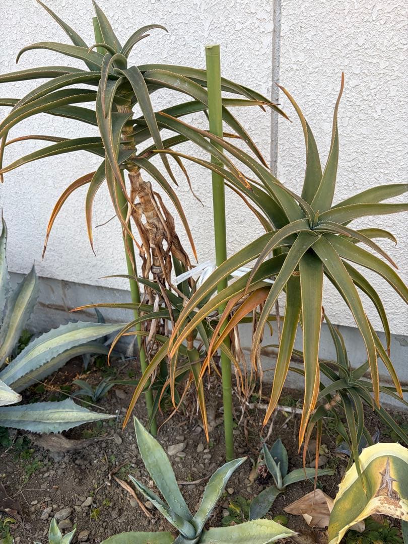 耐寒性アロエ　ストリアツラ5頭大株◇ドライガーデン多肉サボテン　アガベ ユッカ