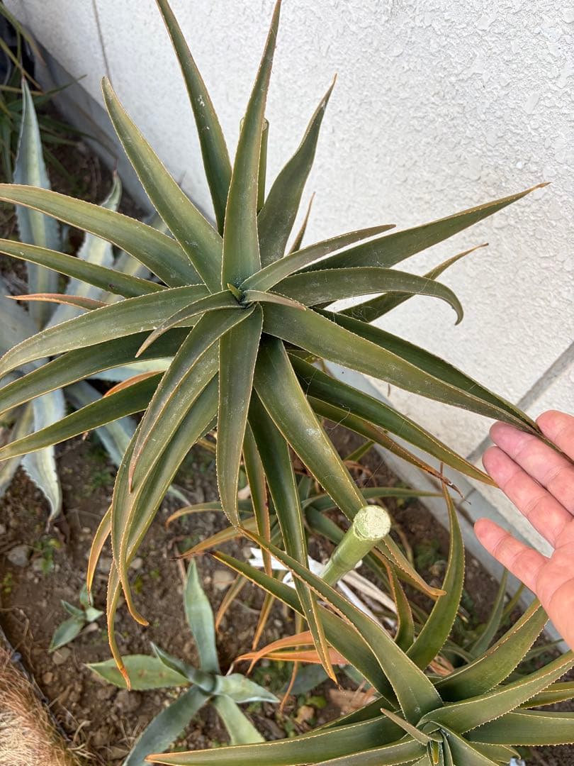 耐寒性アロエ　ストリアツラ5頭大株◇ドライガーデン多肉サボテン　アガベ ユッカ