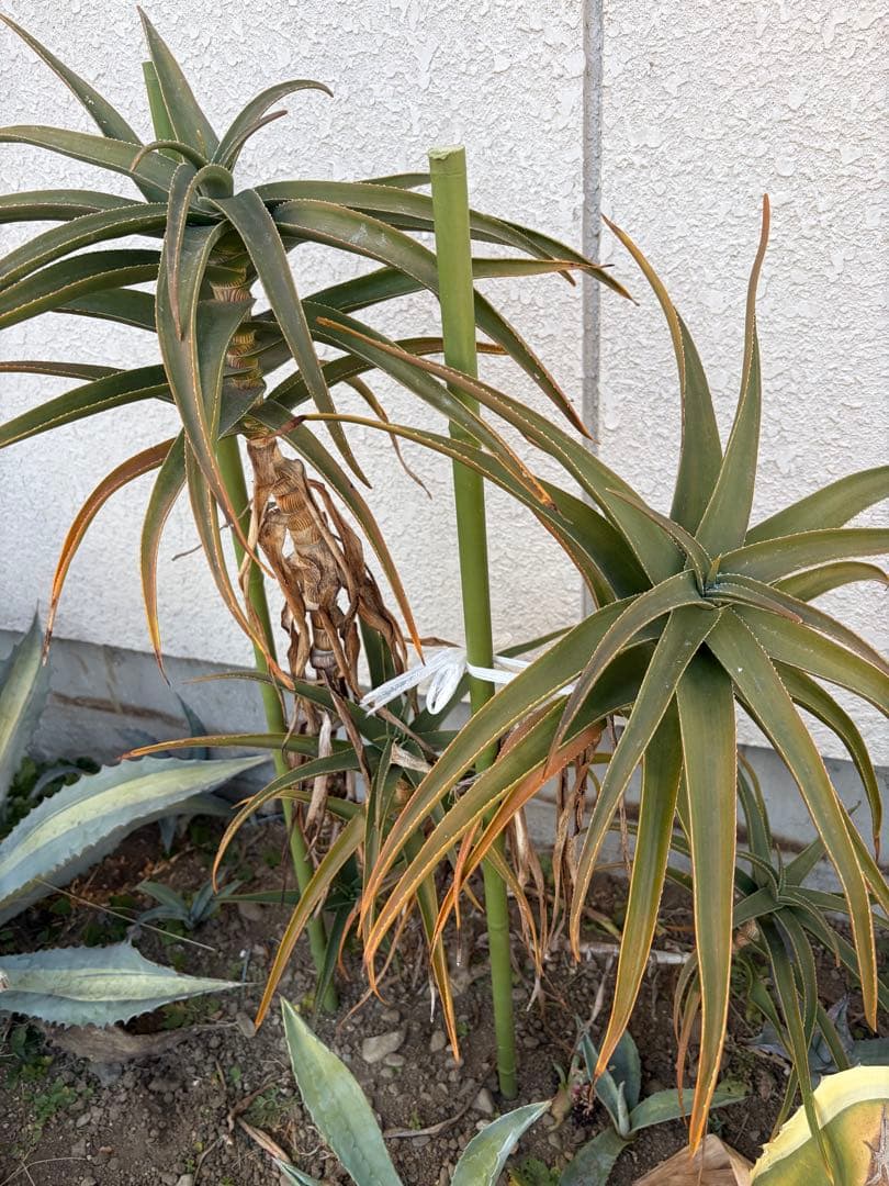 耐寒性アロエ　ストリアツラ5頭大株◇ドライガーデン多肉サボテン　アガベ ユッカ