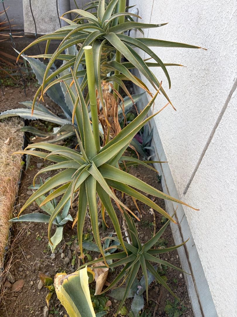 耐寒性アロエ　ストリアツラ5頭大株◇ドライガーデン多肉サボテン　アガベ ユッカ