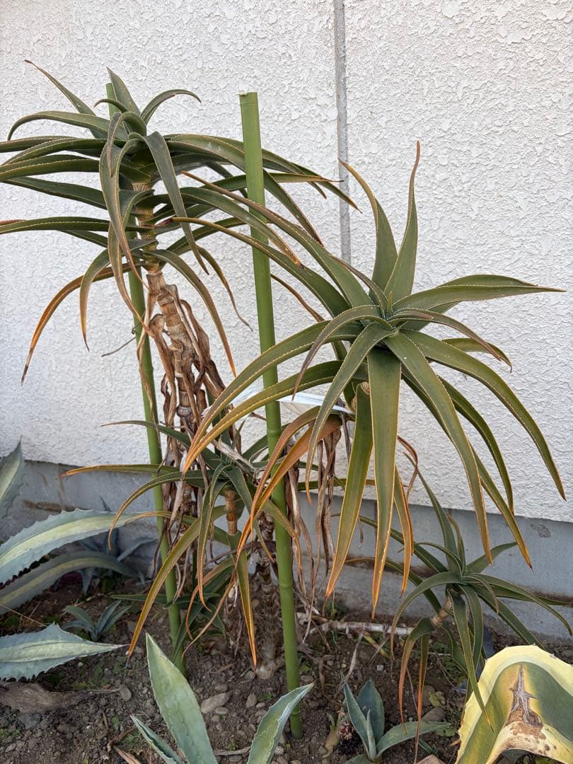 耐寒性アロエ　ストリアツラ5頭大株◇ドライガーデン多肉サボテン　アガベ ユッカ