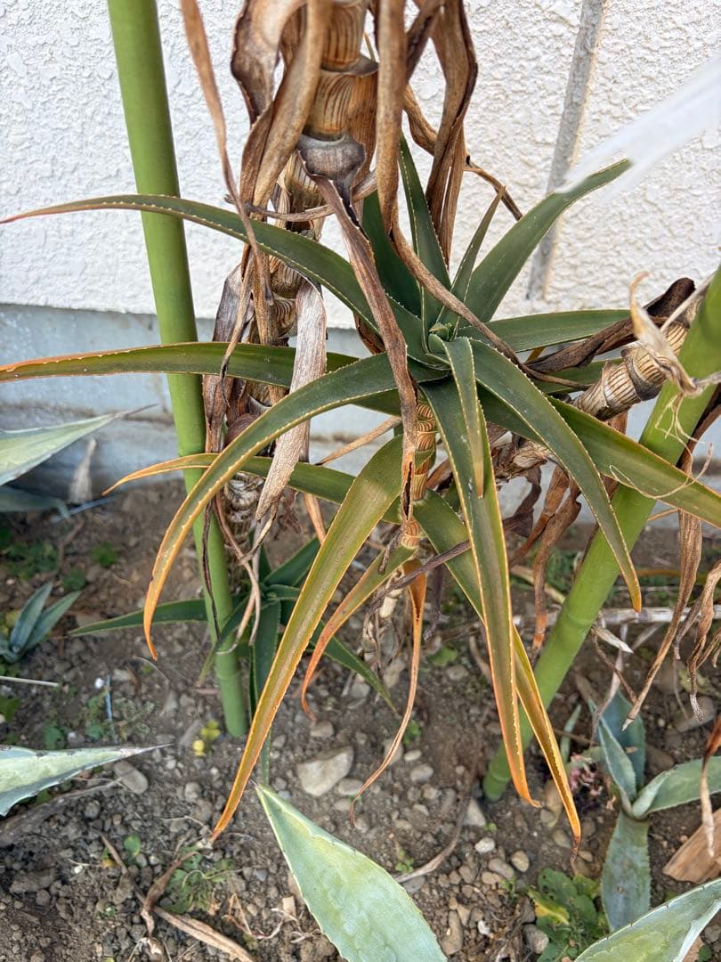 耐寒性アロエ　ストリアツラ5頭大株◇ドライガーデン多肉サボテン　アガベ ユッカ