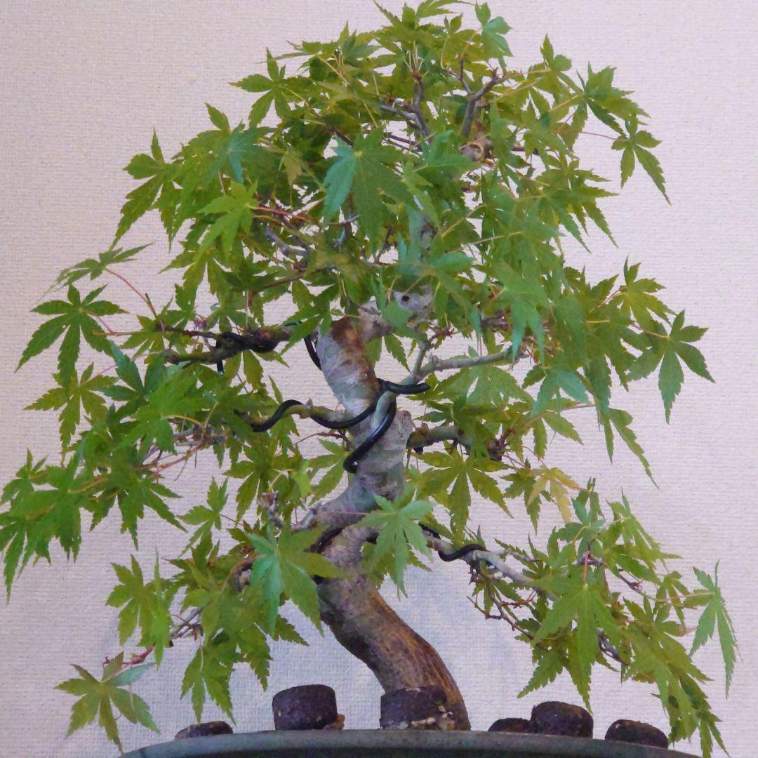 盆栽 ヤマモミジ