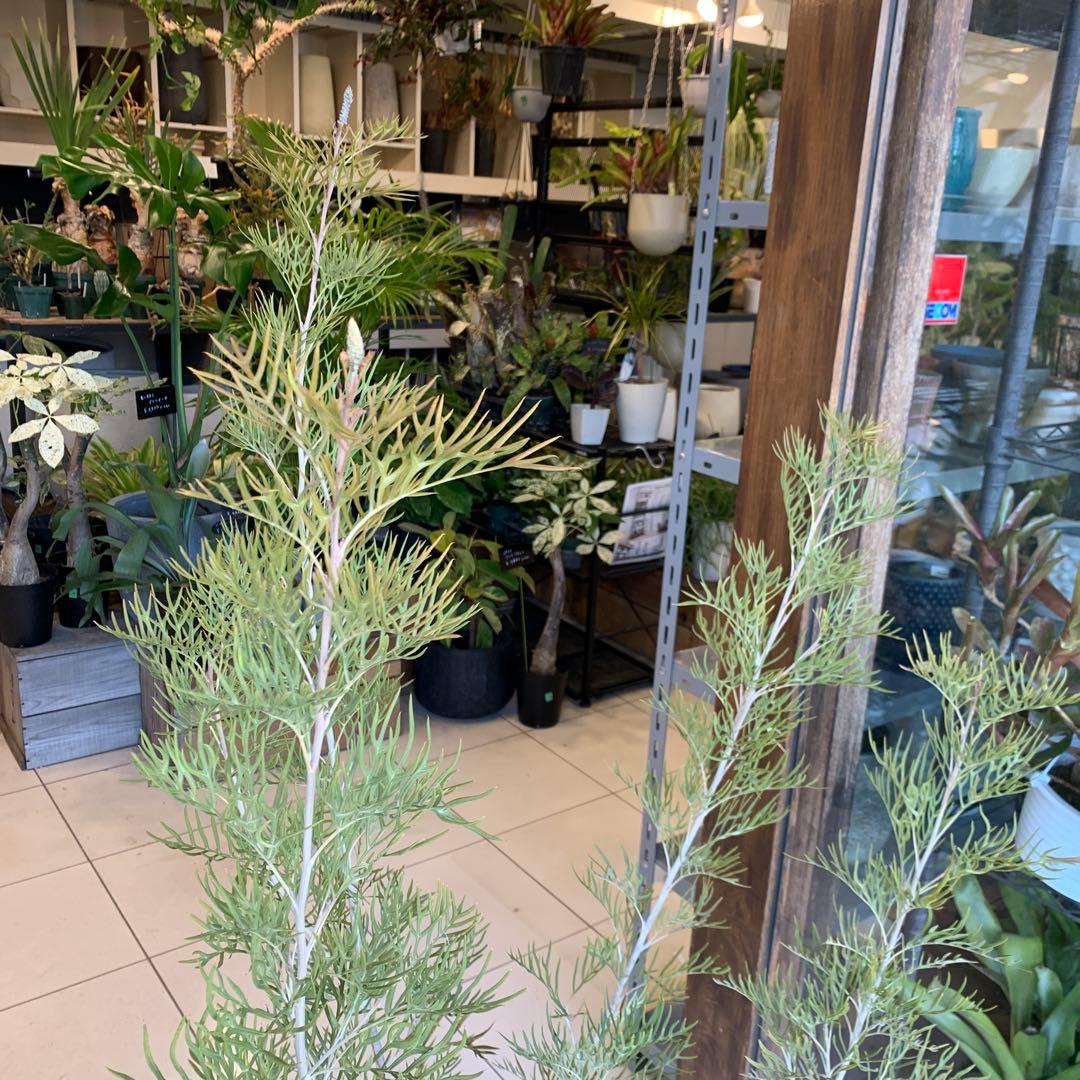 グレビレア ピーチアンドクリーム　大株　2