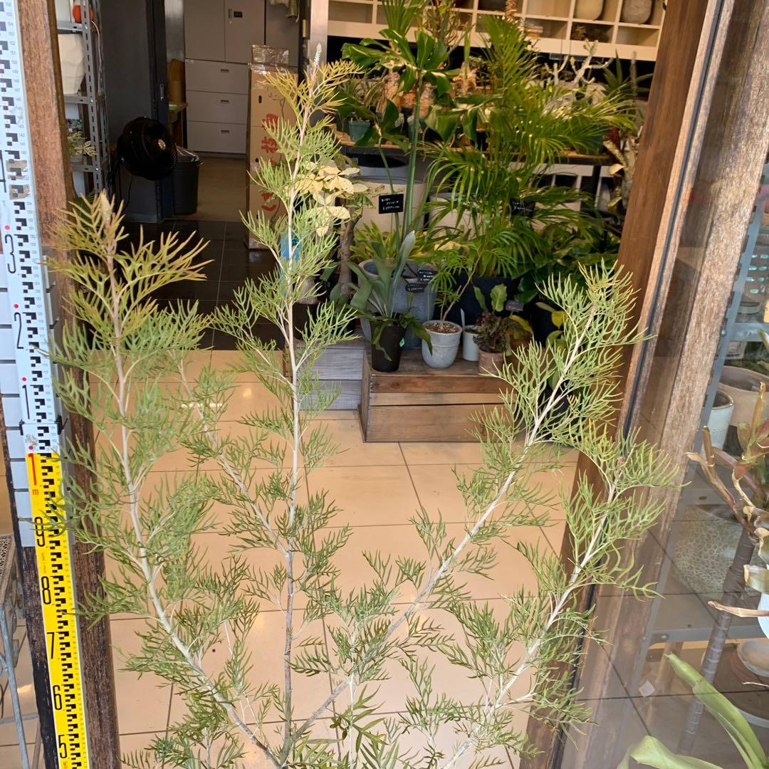 グレビレア ピーチアンドクリーム　大株　2