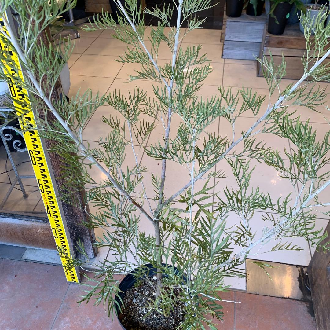 グレビレア ピーチアンドクリーム　大株　2