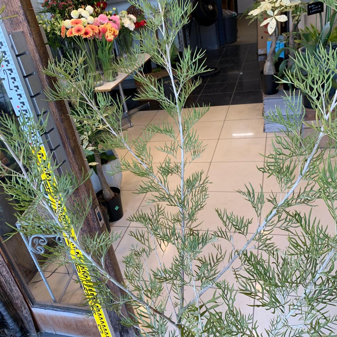 グレビレア ピーチアンドクリーム　大株　2