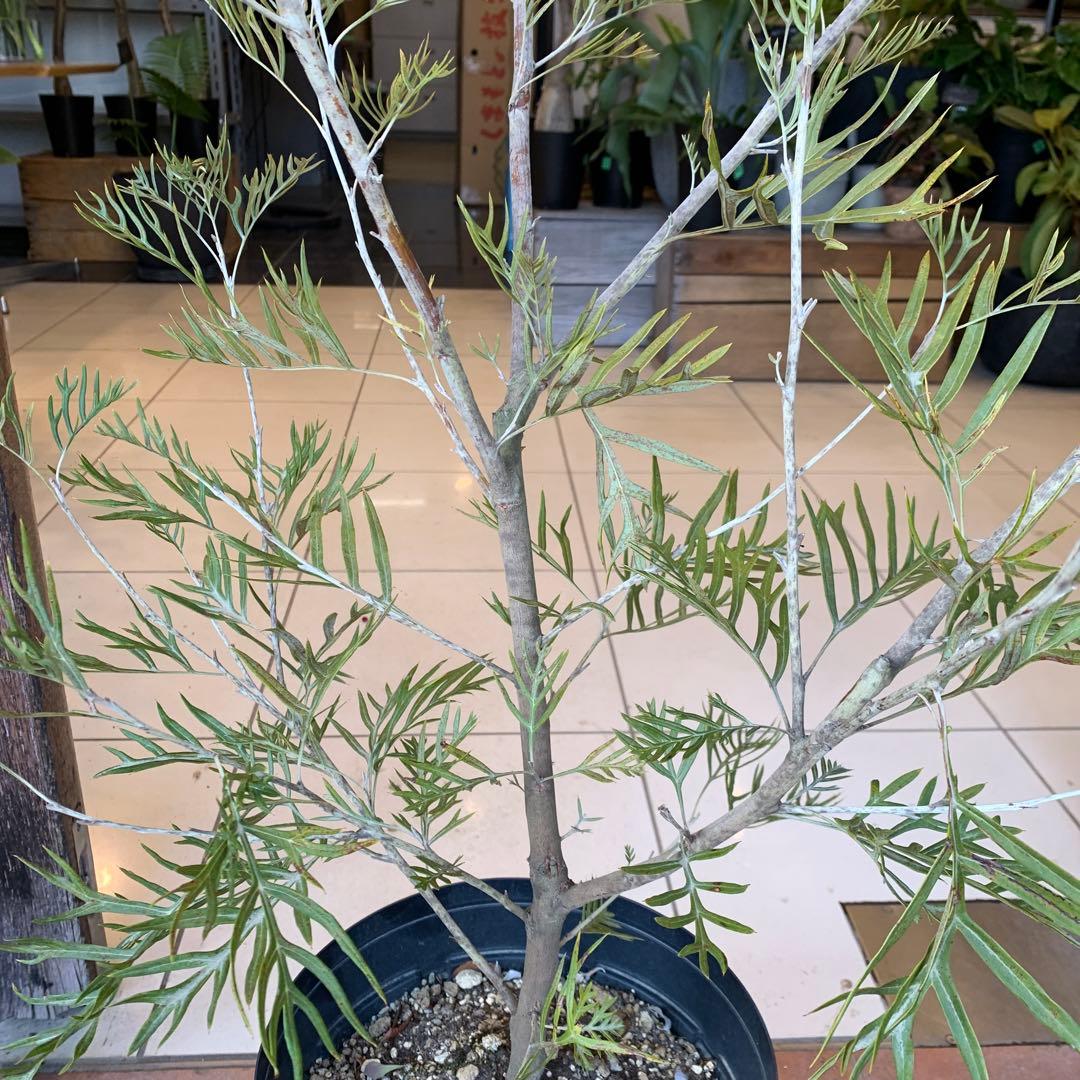 グレビレア ピーチアンドクリーム　大株　2