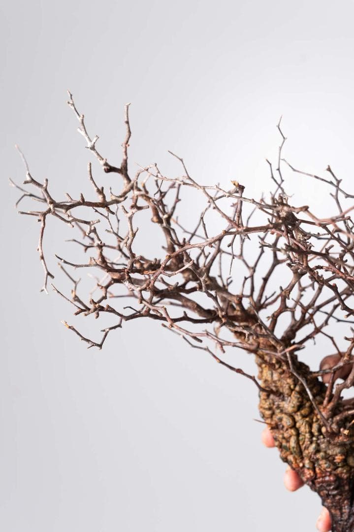 LP79 オペルクリカリア パキプス コーデックス ベアルート株