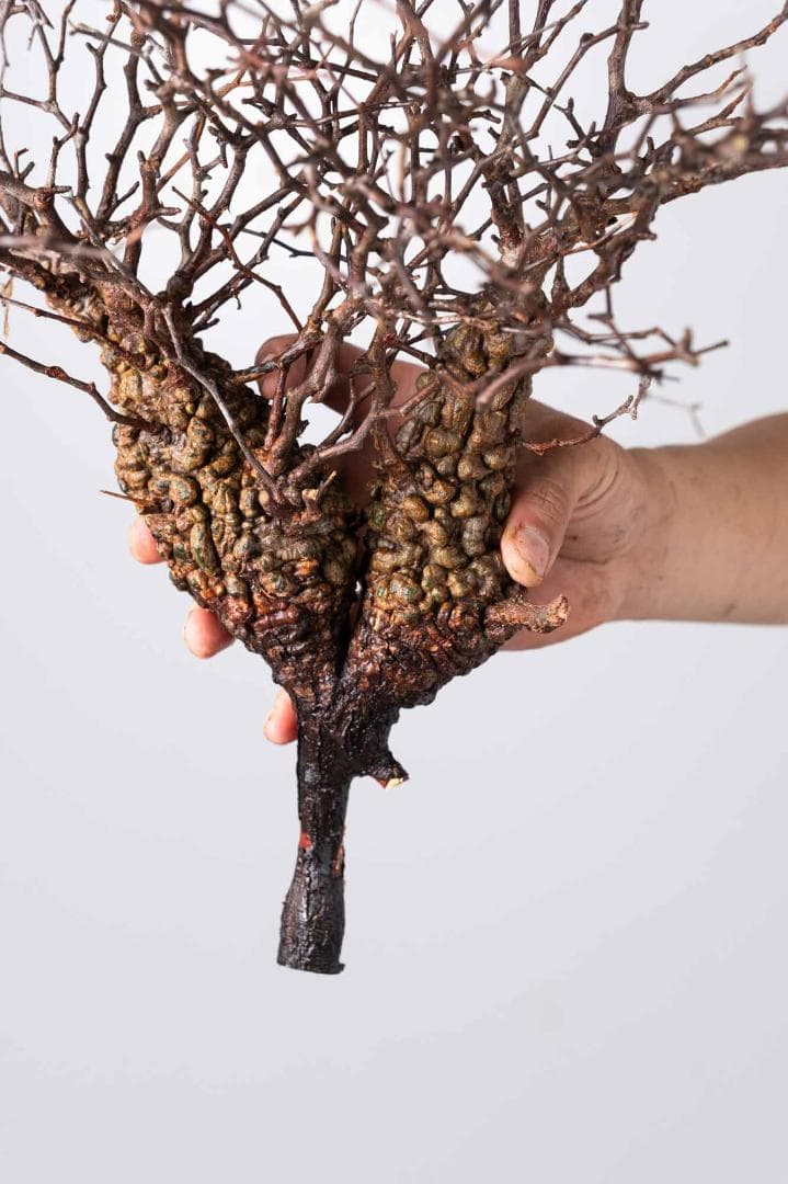 LP79 オペルクリカリア パキプス コーデックス ベアルート株