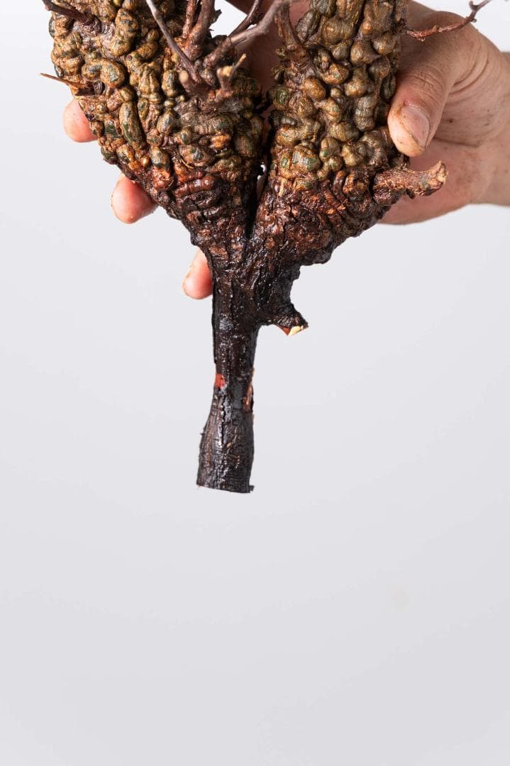 LP79 オペルクリカリア パキプス コーデックス ベアルート株