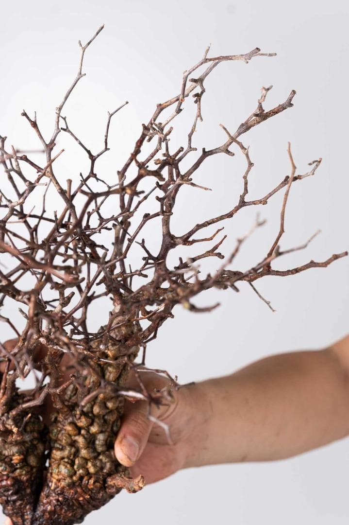 LP79 オペルクリカリア パキプス コーデックス ベアルート株