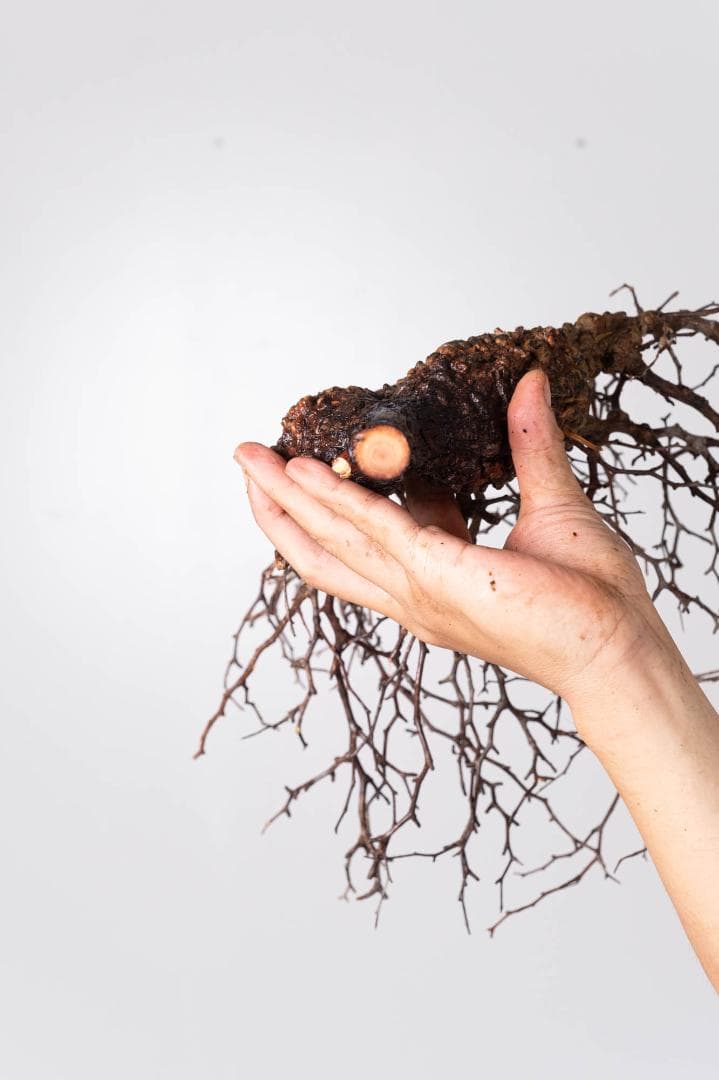 LP79 オペルクリカリア パキプス コーデックス ベアルート株