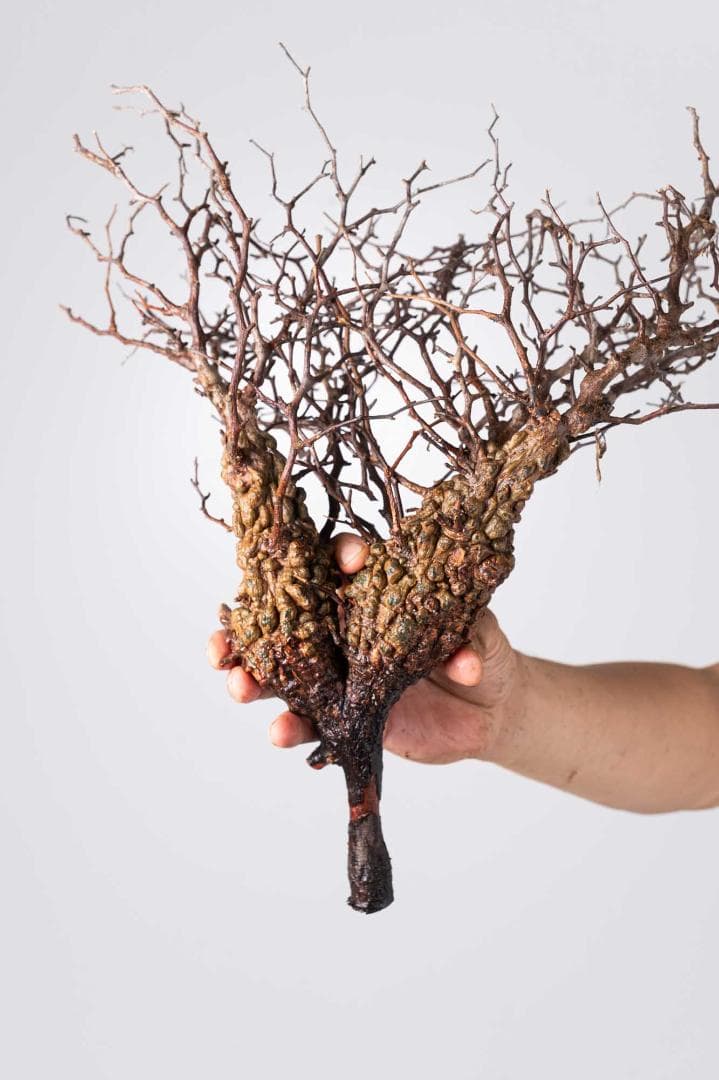 LP79 オペルクリカリア パキプス コーデックス ベアルート株