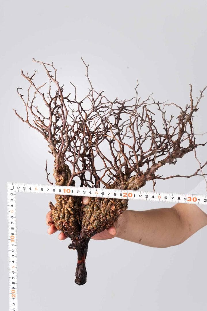 LP79 オペルクリカリア パキプス コーデックス ベアルート株