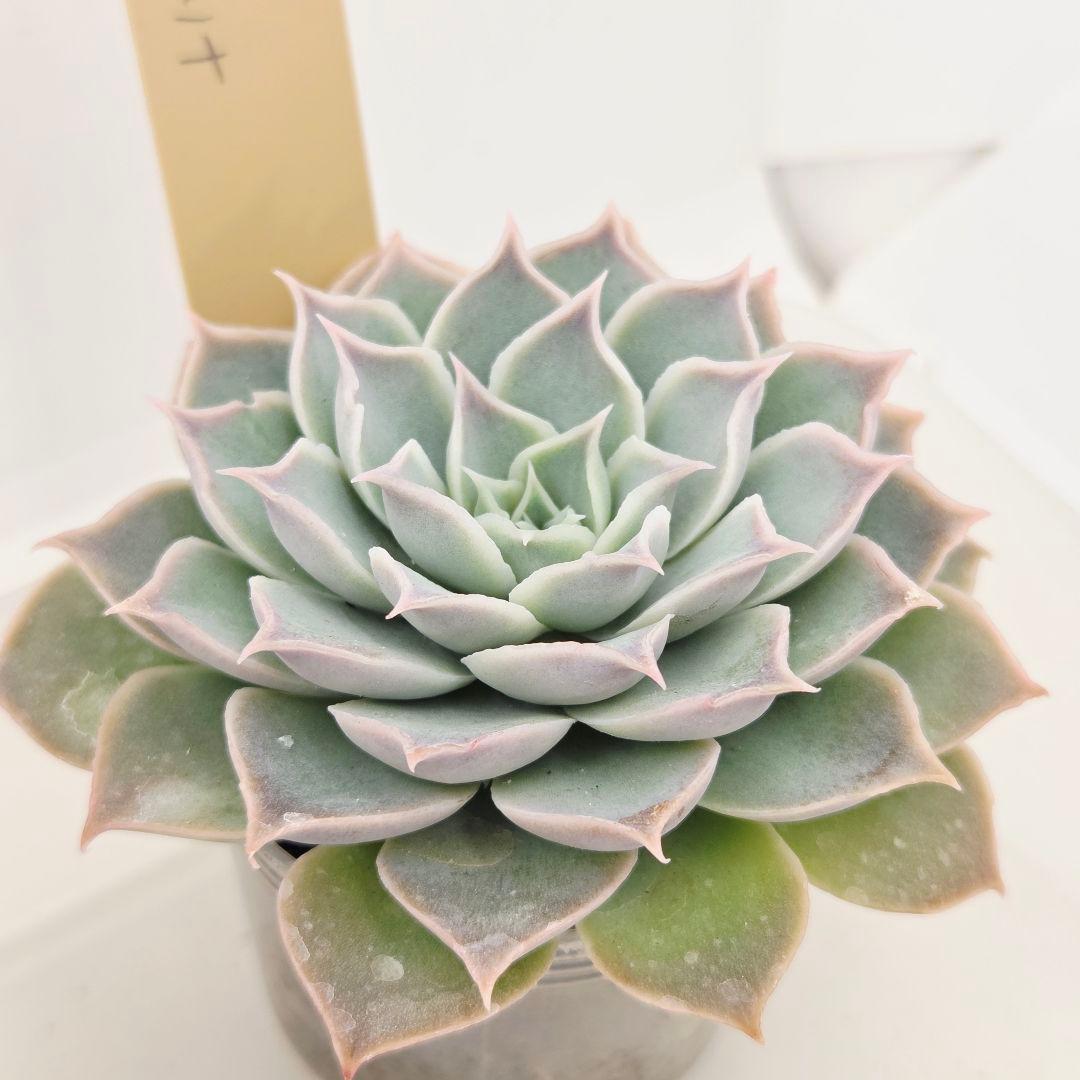 なおこ 5苗 メルカリ便送料込