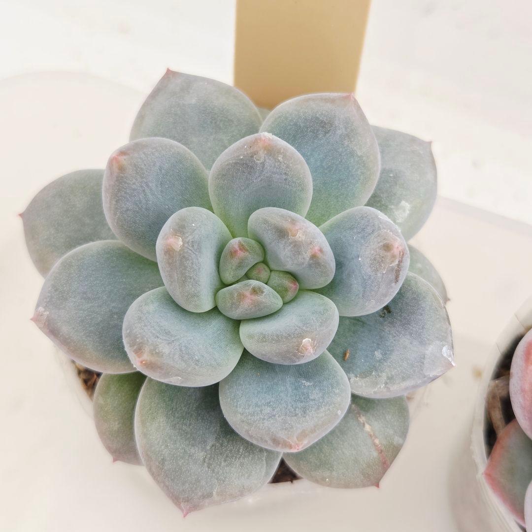 なおこ 5苗 メルカリ便送料込