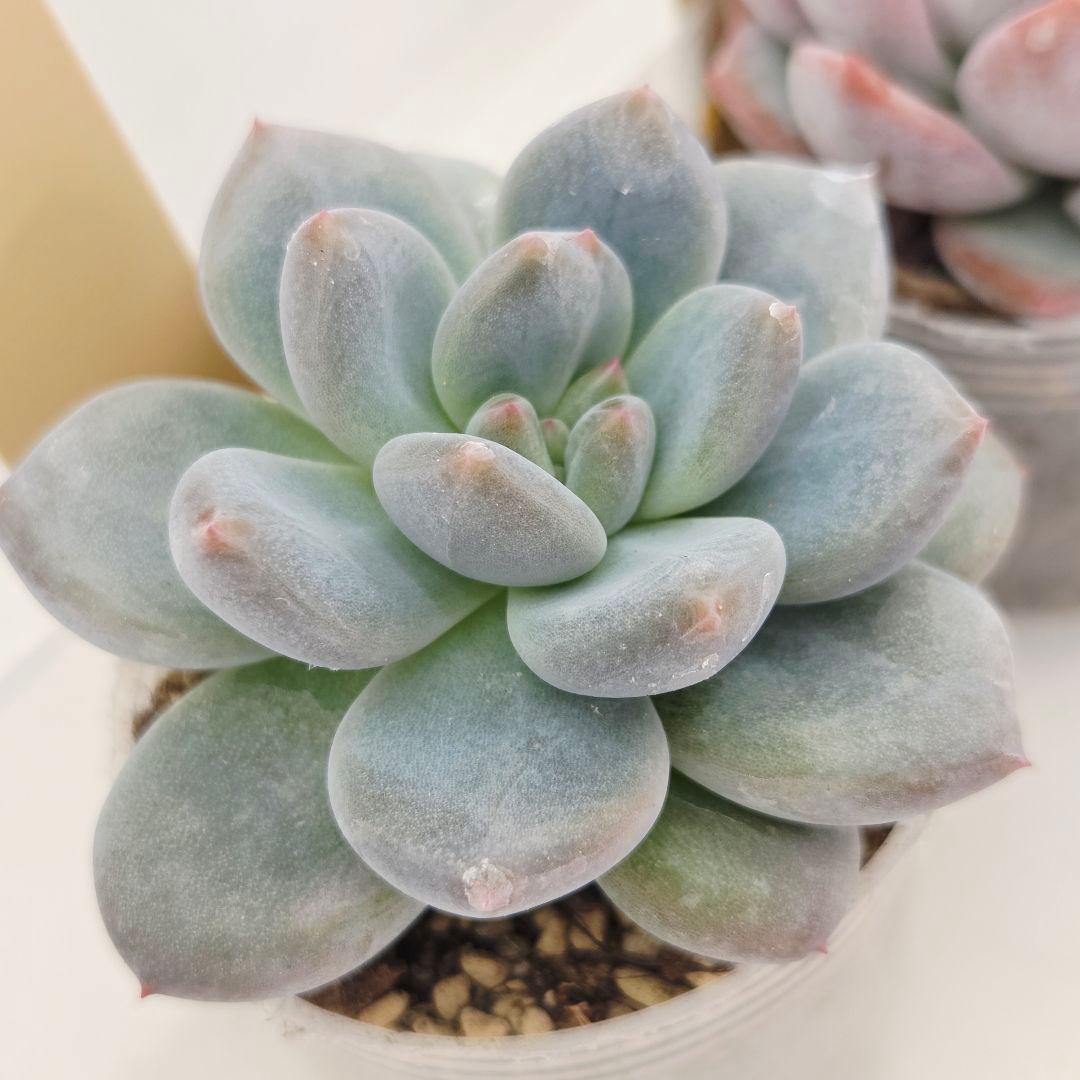 なおこ 5苗 メルカリ便送料込