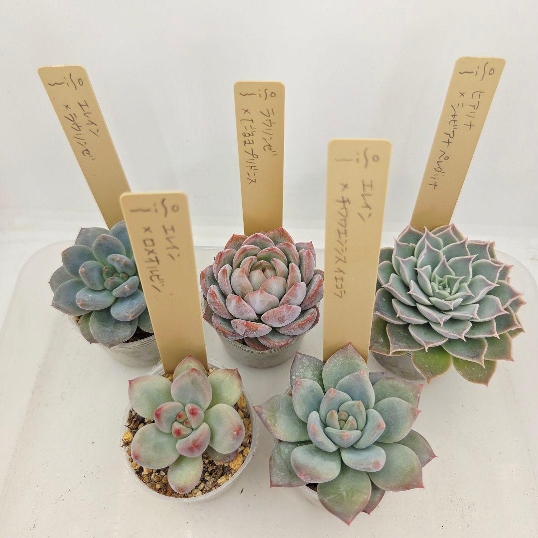 なおこ 5苗 メルカリ便送料込