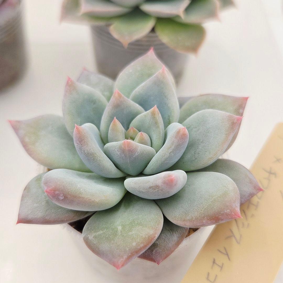 なおこ 5苗 メルカリ便送料込