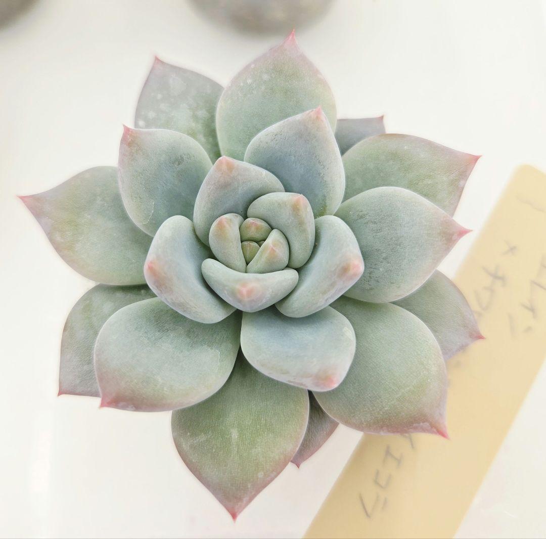 なおこ 5苗 メルカリ便送料込