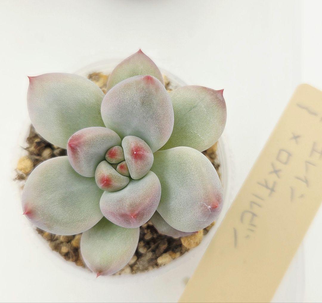 なおこ 5苗 メルカリ便送料込