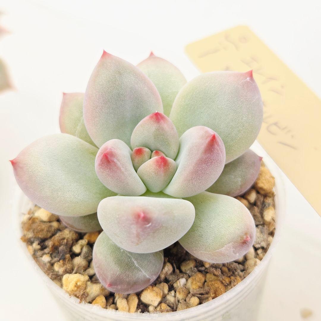 なおこ 5苗 メルカリ便送料込