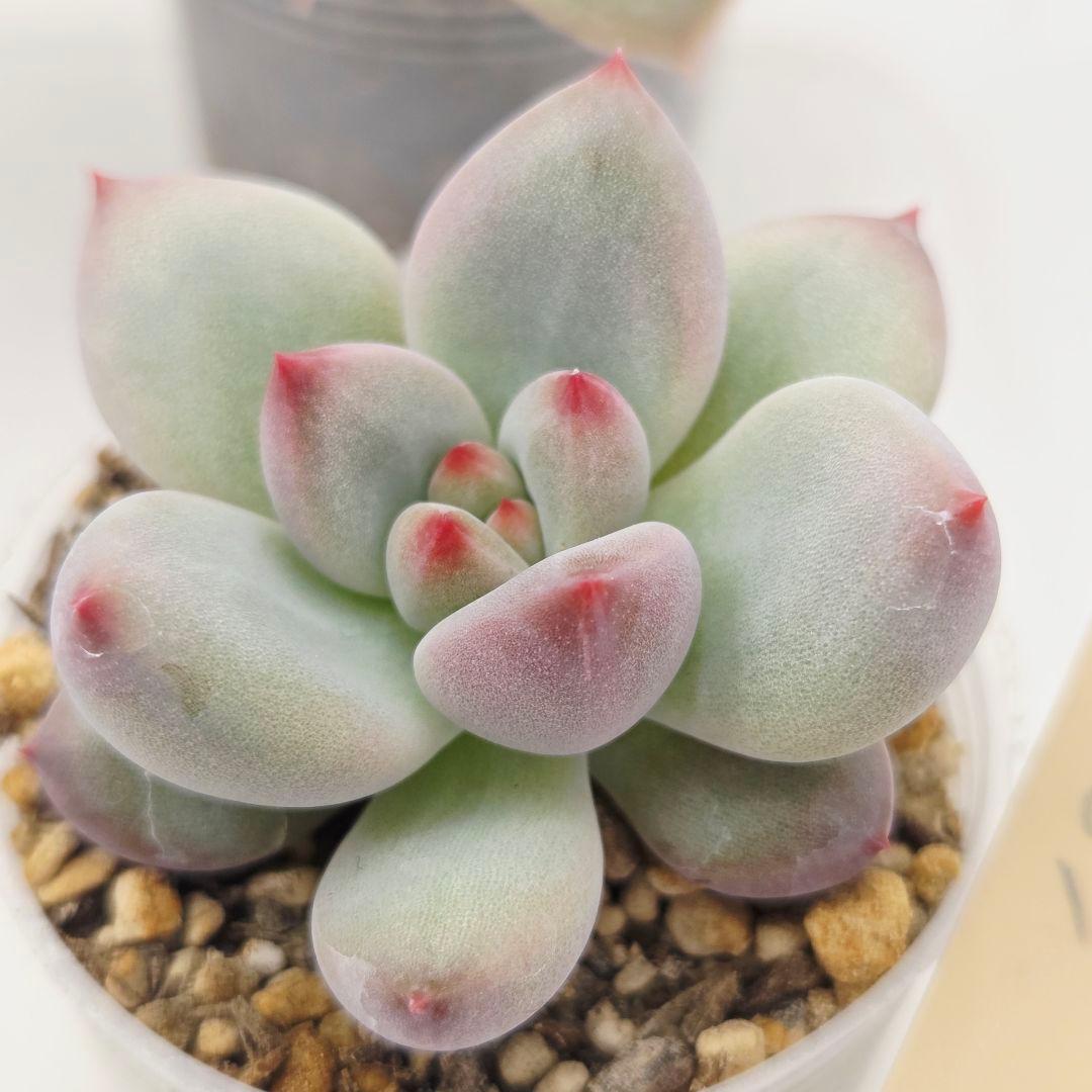 なおこ 5苗 メルカリ便送料込