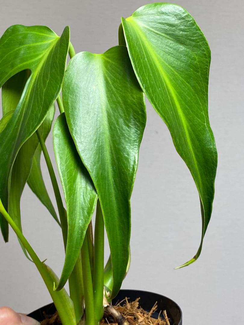 棚整理セール‼️】モンステラ バールマルクス 希少 レア 人気