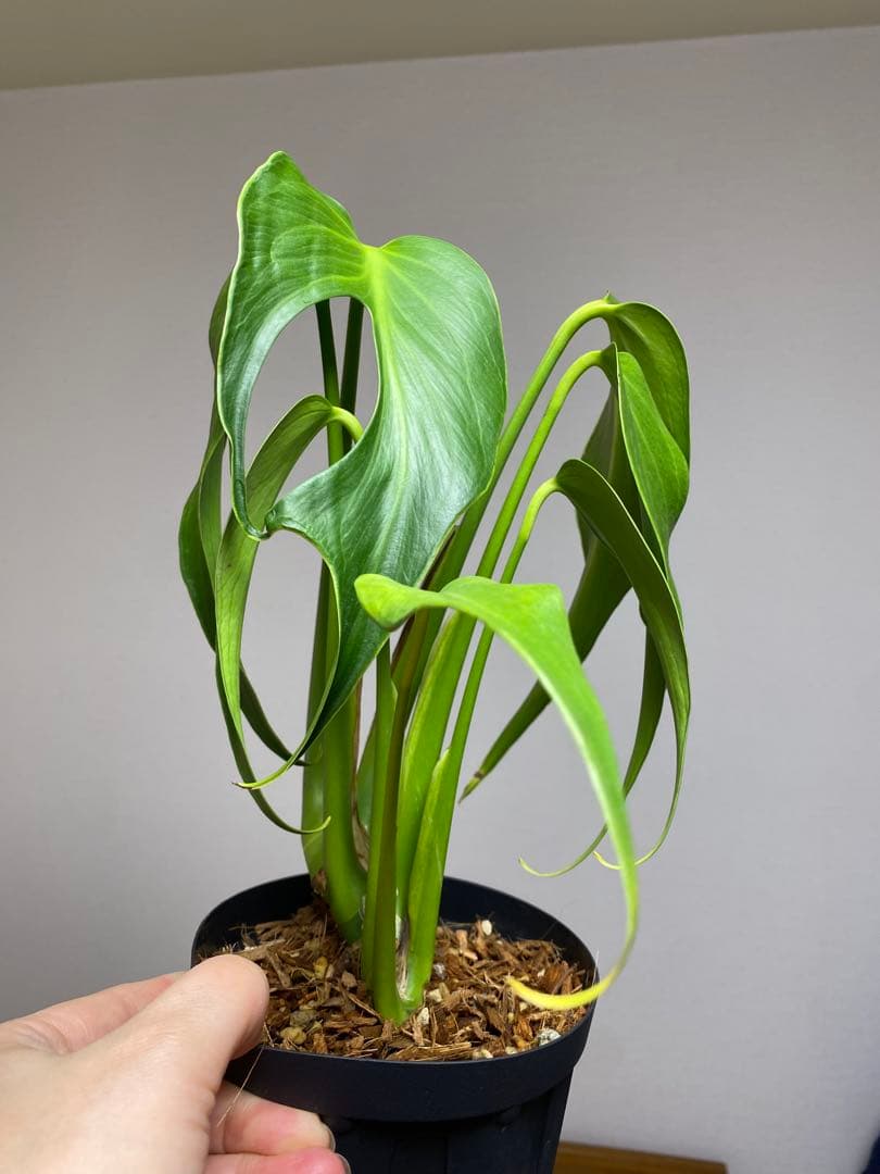 棚整理セール‼️】モンステラ バールマルクス 希少 レア 人気