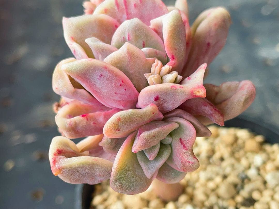 ラブリーローズ錦 赤斑入り 多肉植物 エケベリア 虹斑入り色斑入りも