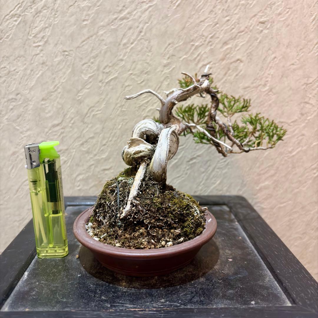 樹高11.5㎝　真柏　捻転　舎利　鉢　山秋　小品盆栽　黒松　五葉松　赤松　紅葉