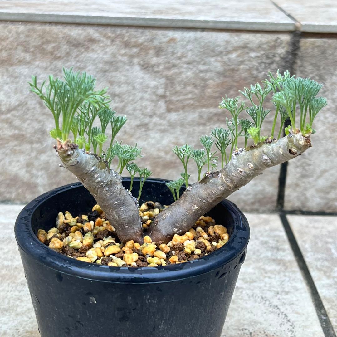 セール】サルコカウロン ムルチフィズム No.001 鉢、送料込 メルカリ便