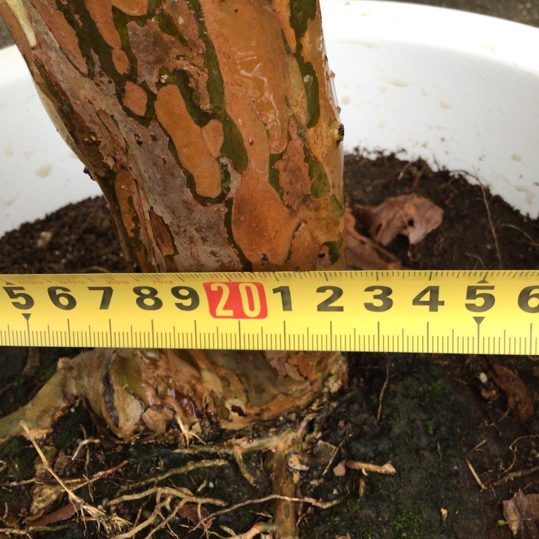 ジャボチカバ　小葉種　実付き