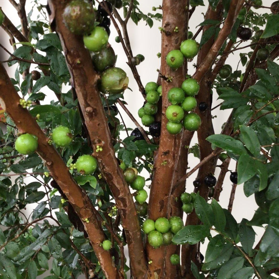 ジャボチカバ　小葉種　実付き