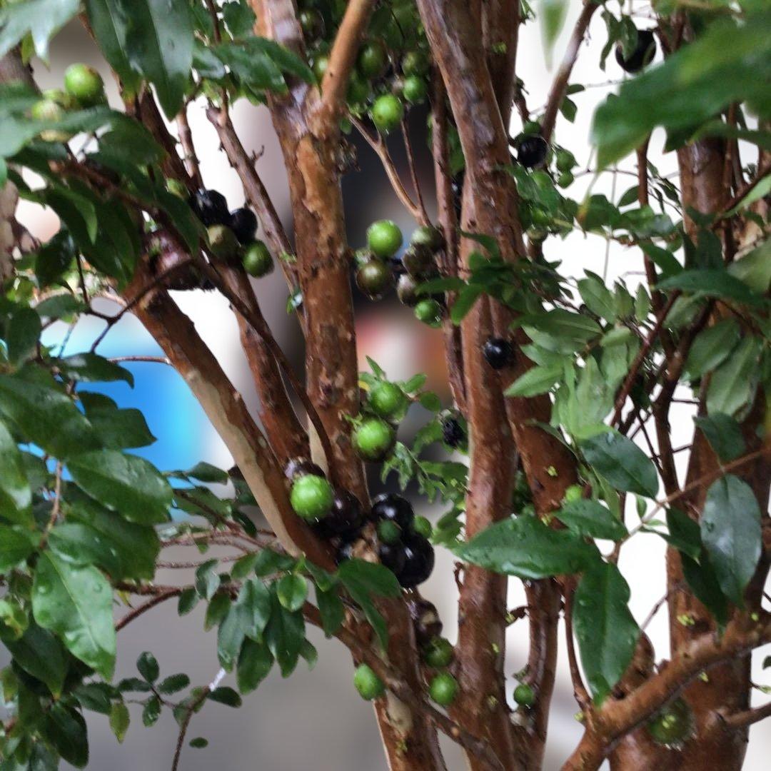 ジャボチカバ　小葉種　実付き