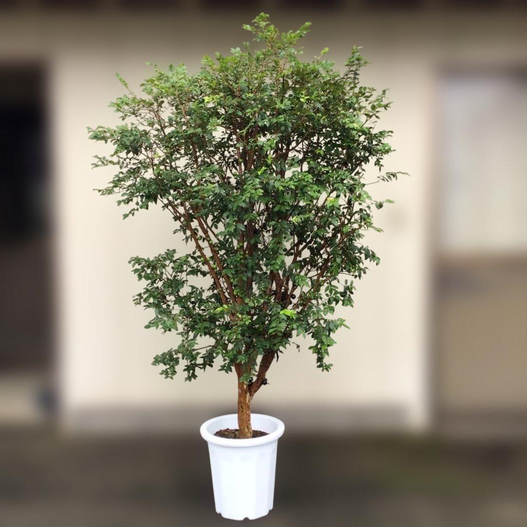 ジャボチカバ　小葉種　実付き