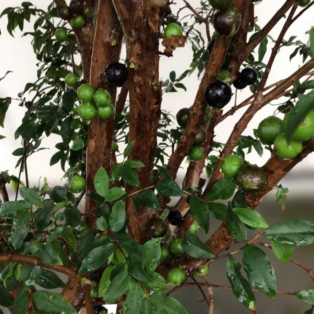 ジャボチカバ　小葉種　実付き