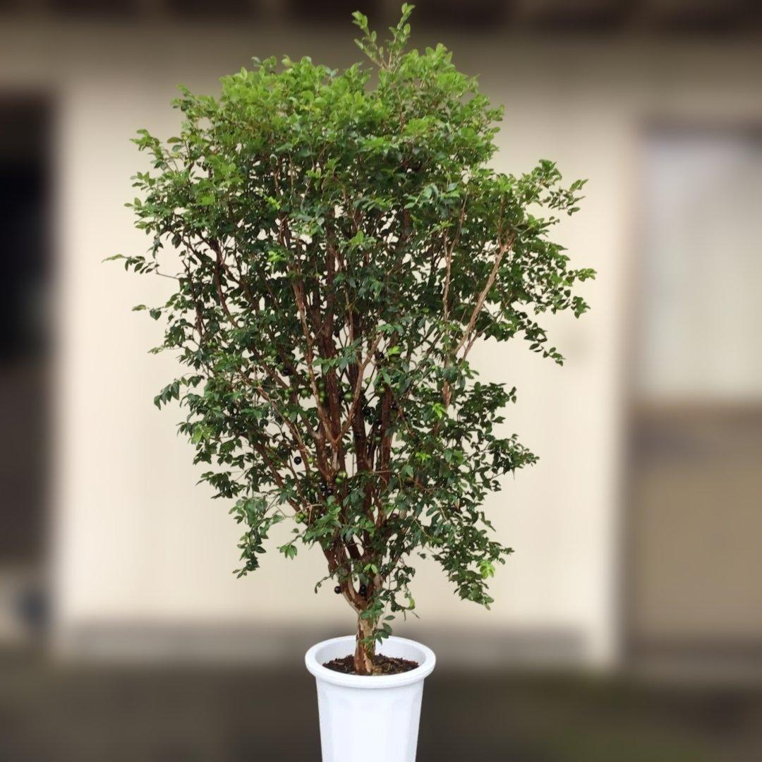 ジャボチカバ　小葉種　実付き