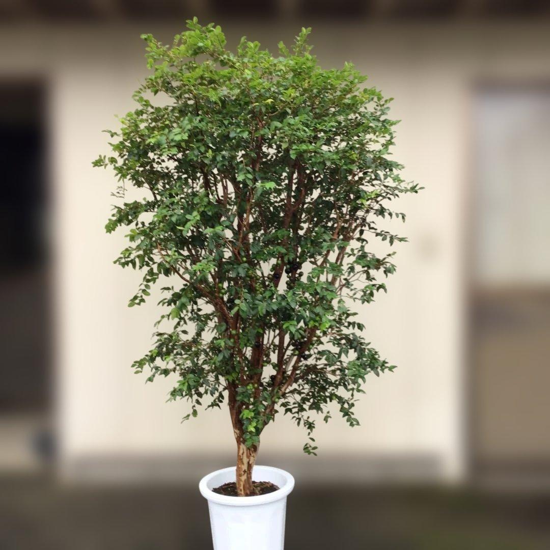 ジャボチカバ　小葉種　実付き