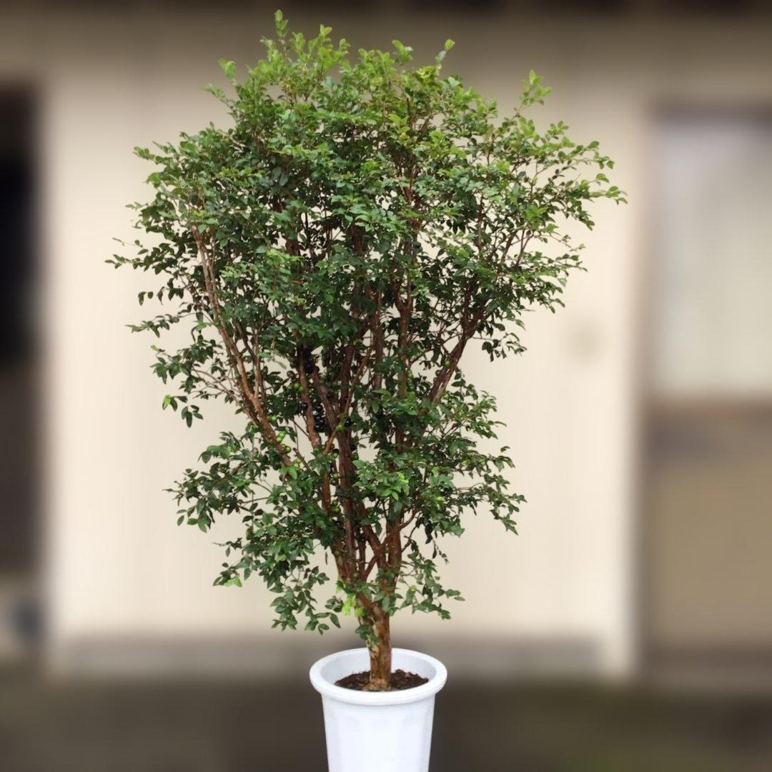 ジャボチカバ　小葉種　実付き