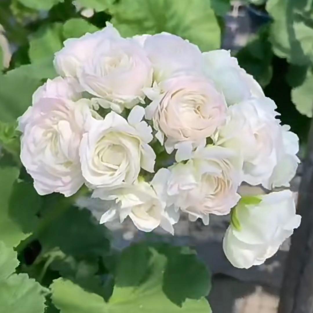 蕾2つローズ八重咲きゼラニウム 希少品種ゼラニウム レア品種