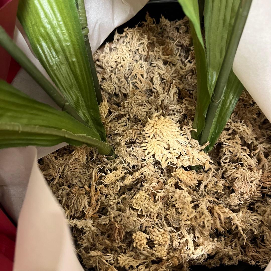 胡蝶蘭 造花 5本立て 40輪+10つぼみ ￼光触媒 高さ66cm - メルカリ