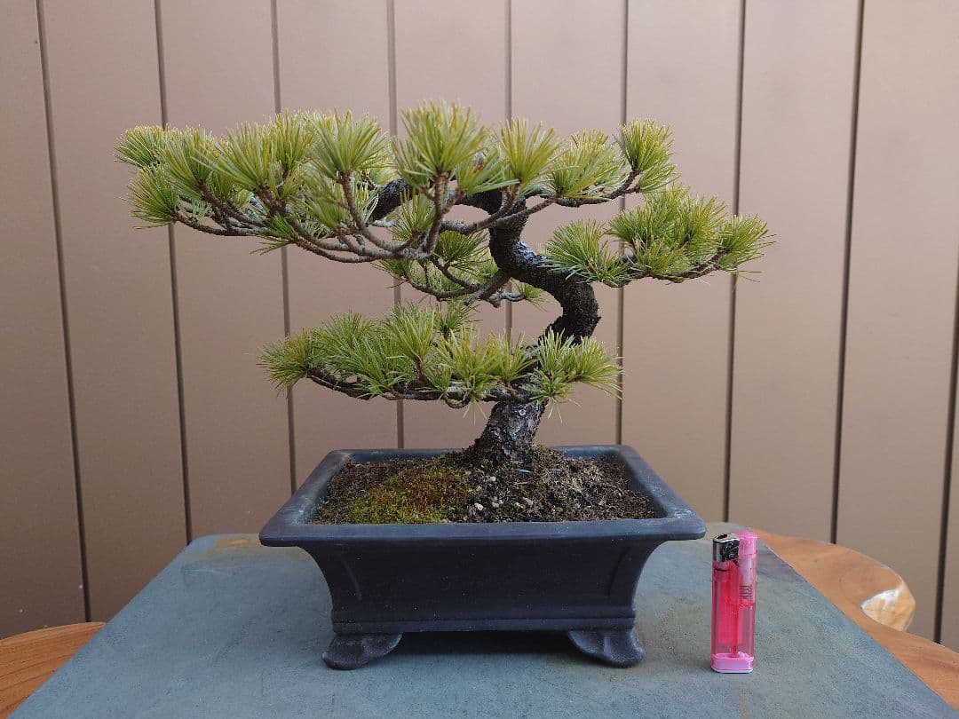 盆栽　五葉松　樹高26cm